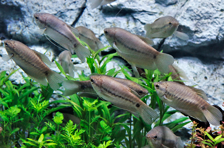 Змеевидный гурами отличается очень мягким характером