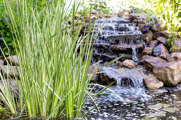 Аир болотный, или обыкновенный