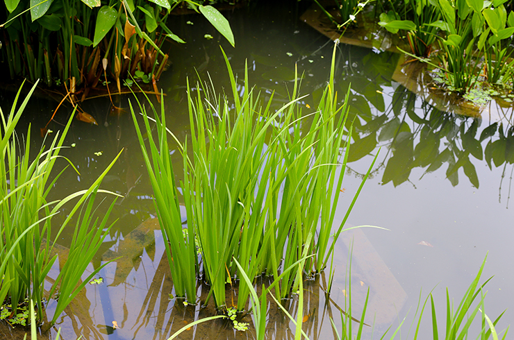 Аир болотный неприхотлив в уходе и хорошо зимует, даже в условиях сибирских морозов