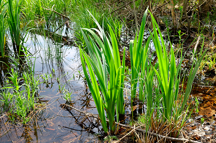 Аир болотный украсит любой приусадебный пруд