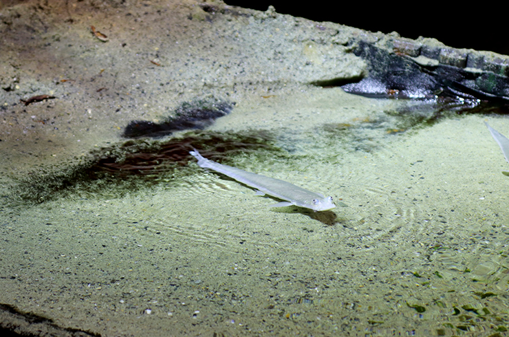 Аквариум для четырёхглазок должен быть невысоким