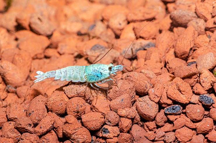 Бледно-голубая вариация окраса креветки Блю болт