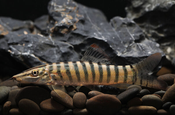 Боция Бердмора