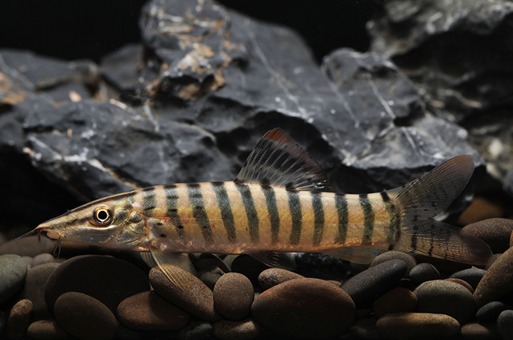 Боция Бердмора