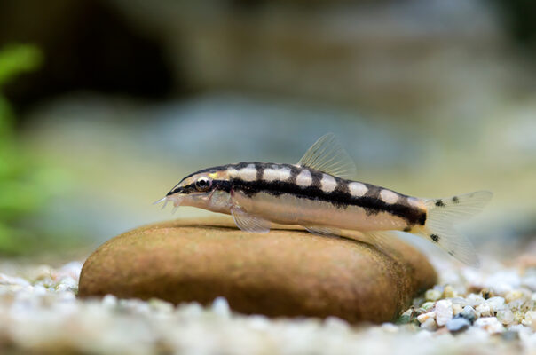 Боция карликовая