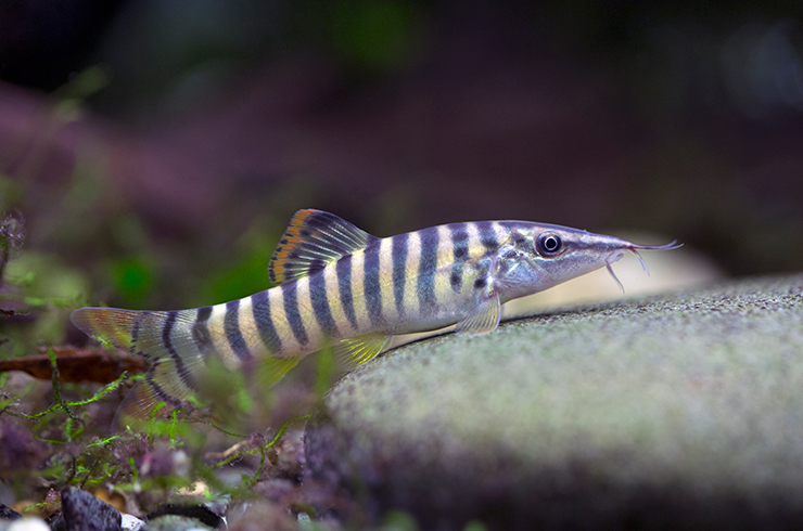 Боцию Бердмора содержат группами в аквариумах от 300 литров