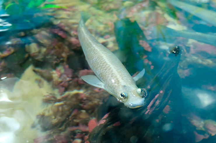 Четырёхглазки – всеядные рыбки
