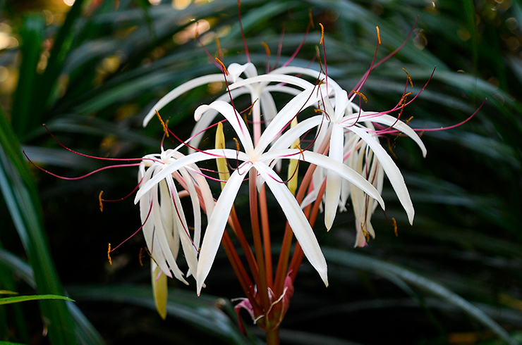Цветение кринума таиландского