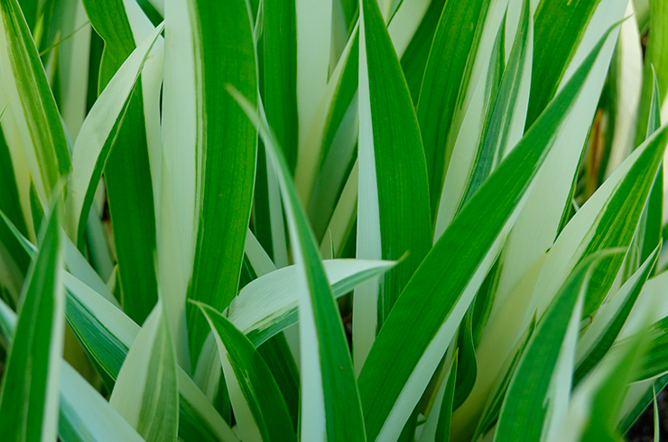 Декоративная разновидность аира болотного