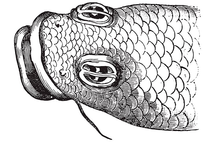 Глаза рыбы четырёхглазки. Рисунок из французского журнала Le Magasin pittoresque, 1876 г.