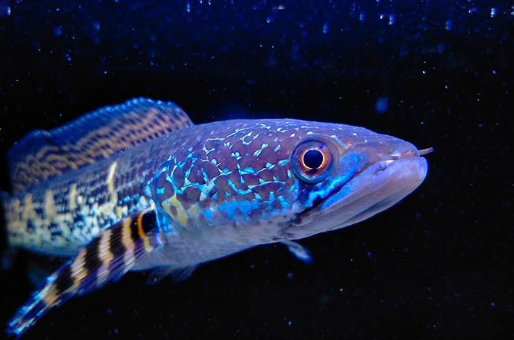 Голова змееголовов приплюснута и покрыта крупными чешуями