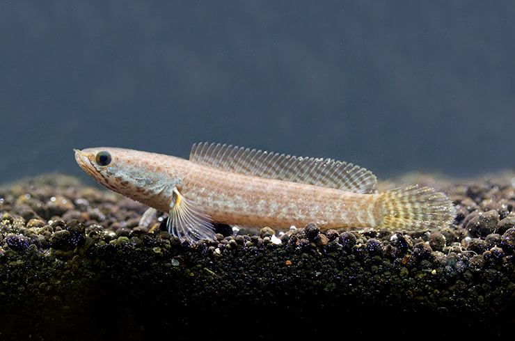 Карликовый змееголов