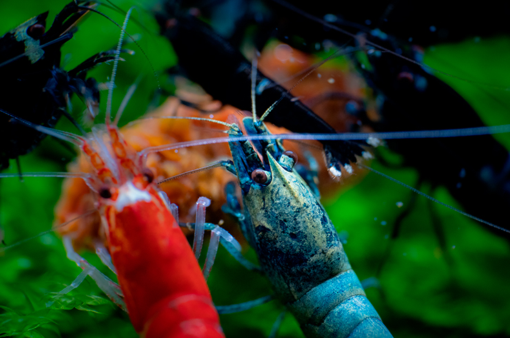 Креветка Блю болт хорошо уживается с другими креветками