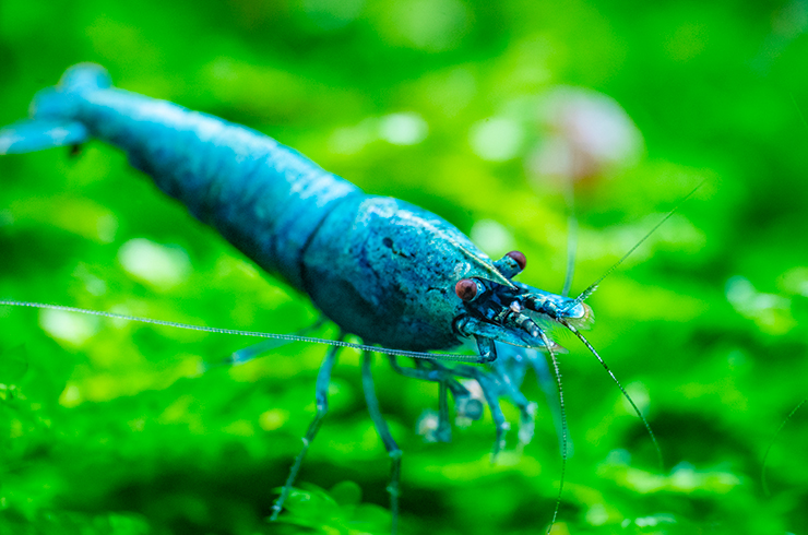 Креветка Блю болт. Внешний вид