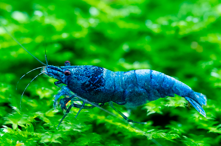 Креветка Блю болт