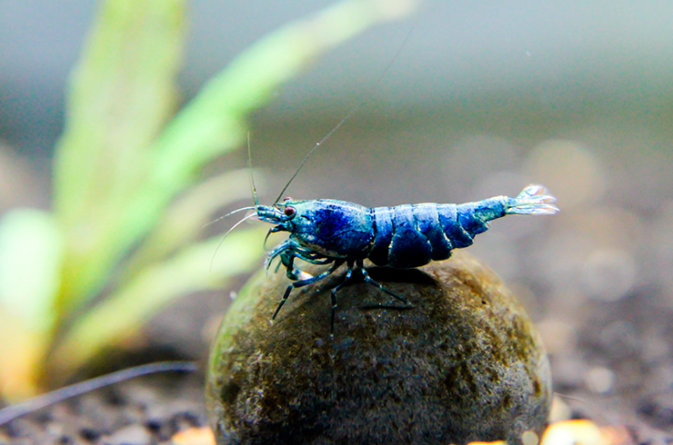 Креветки Блю болт требуют стабильных параметров воды