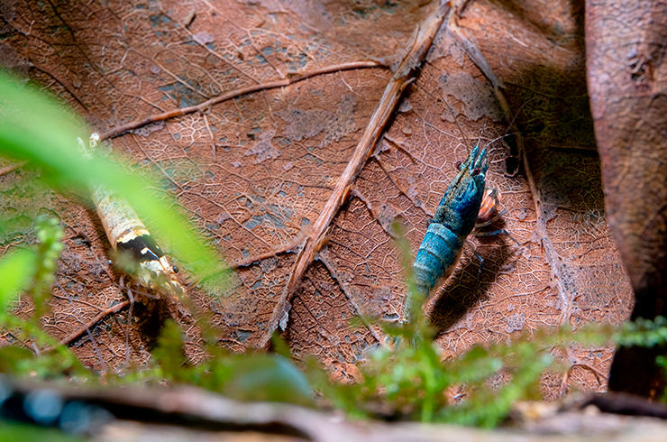 Креветки Блю болт уверенно чувствуют себя среди родственников