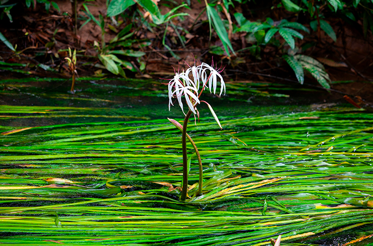 Кринум таиландский лучше всего растет в слегка заиленном грунте