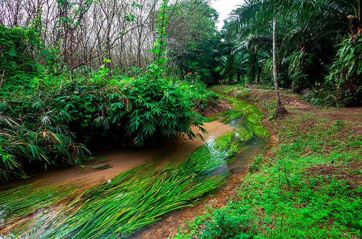 Кринум таиландский в естественном водоёме