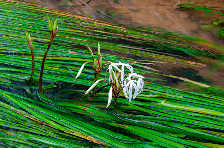 Кринум таиландский