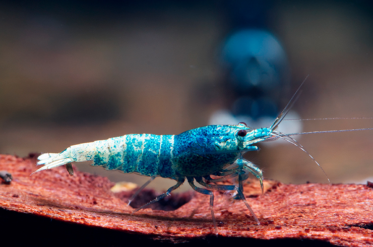 Крветки Блю болт успешно размножаются в домашних условиях