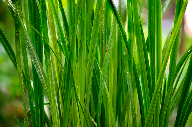 Листья аира болотного могут вырастать более метра в длину
