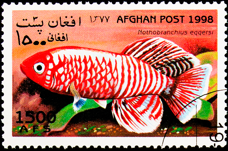 Марка с изображением нотобранхиуса Эггерса, Афганистан, 1998 г