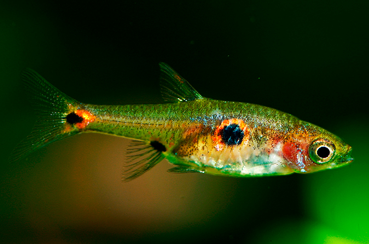 Микрорасбора невус, или земляничная микрорасбора