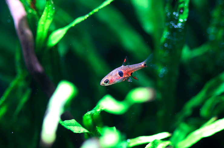 Микрорасборы невус успешно размножаются в домашних условиях, но не проявляют заботу о потомстве