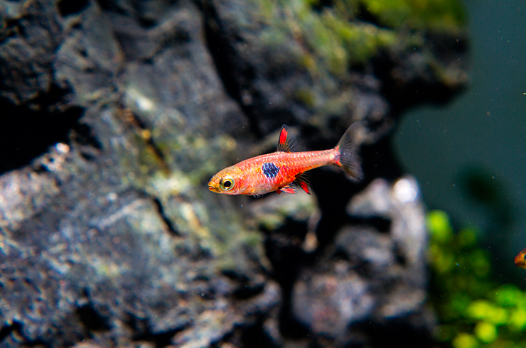 Натуральные усилители цвета в сухих кормах сделают ваших микрорасбор еще ярче