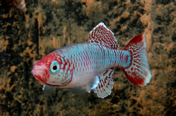 Нотобранхиус Эггерса