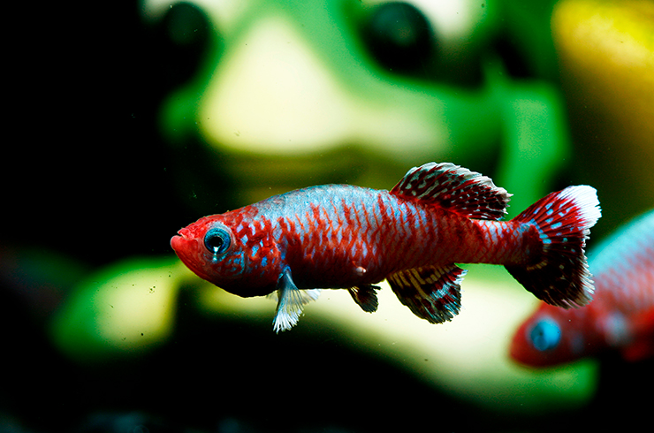 Нотобранхиус Эггерса, «красная» форма