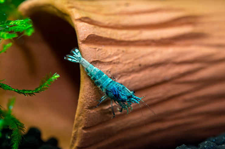 Оптимальный аквариум для креветок Блю болт начинается от 40 литров