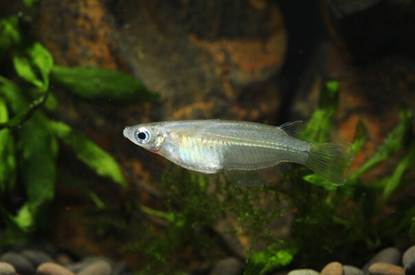 Оризиас яванский