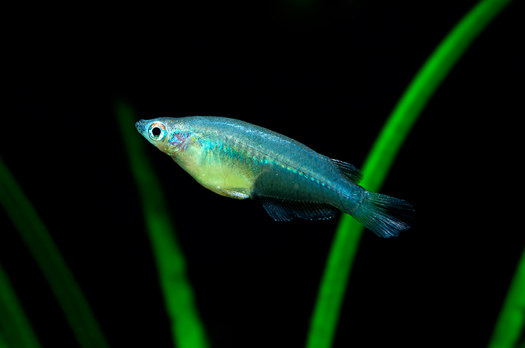 Оризиас яванский. Внешний вид