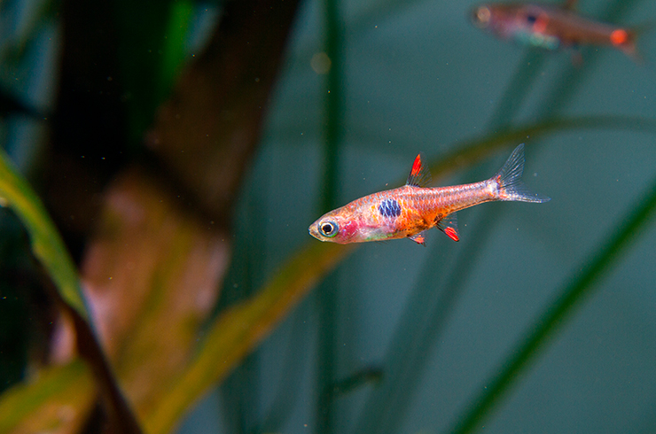 Расбора невус вырастает лишь до 2 см в длину