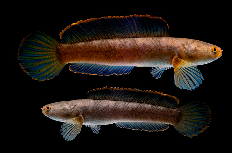 Разведение змееголовов сопряжено с рядом трудностей