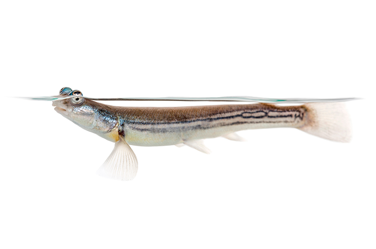 Рыба четырёхглазка. Внешний вид