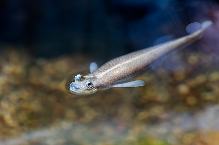 Рыба четырёхглазка