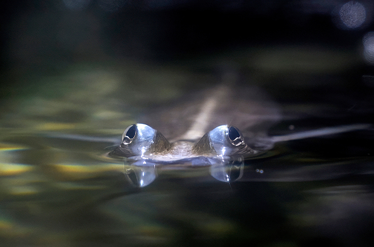Рыбы четырёхглазки предпочитают солоноватую воду