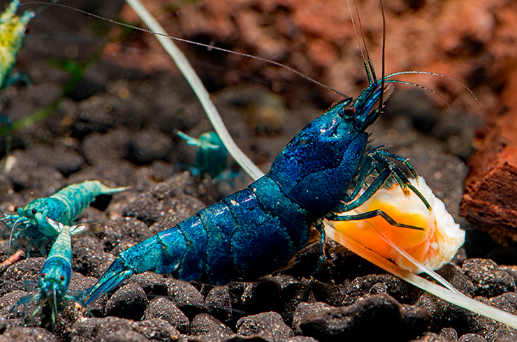 Самка креветки Блю болт у кусочка бланшированной тыквы