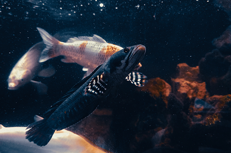 Совмещать змееголовов можно только с рыбками, которые не поместятся им в рот