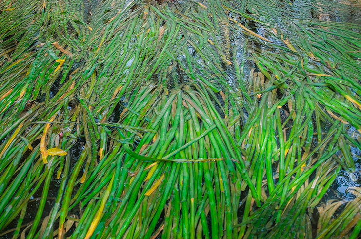 Узкие и длинные листья кринума таиландского очень нравятся многим аквариумистам