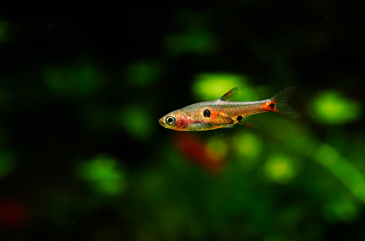 В природе земляничные микрорасборы предпочитают мелководные водоемы с густыми зарослями растений