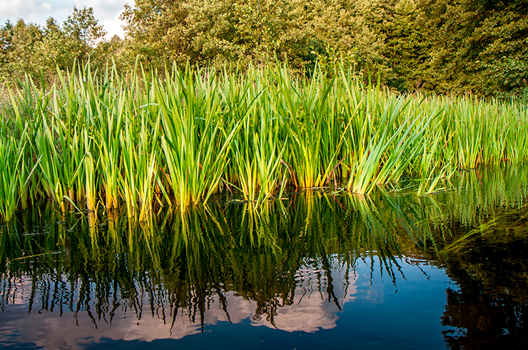 Заросли аира болотного вдоль берега реки