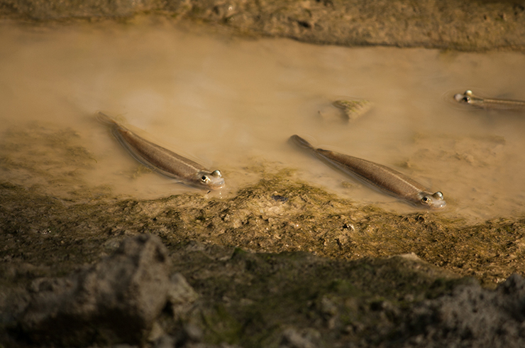 Жизнь четырёхглазок тесно связана с приливами и отливами
