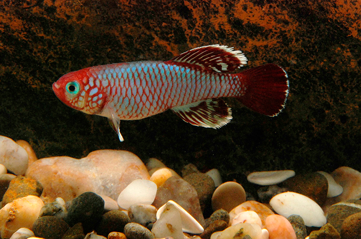 Жизненный цикл нотобранхиуса Эггерса невероятно короток