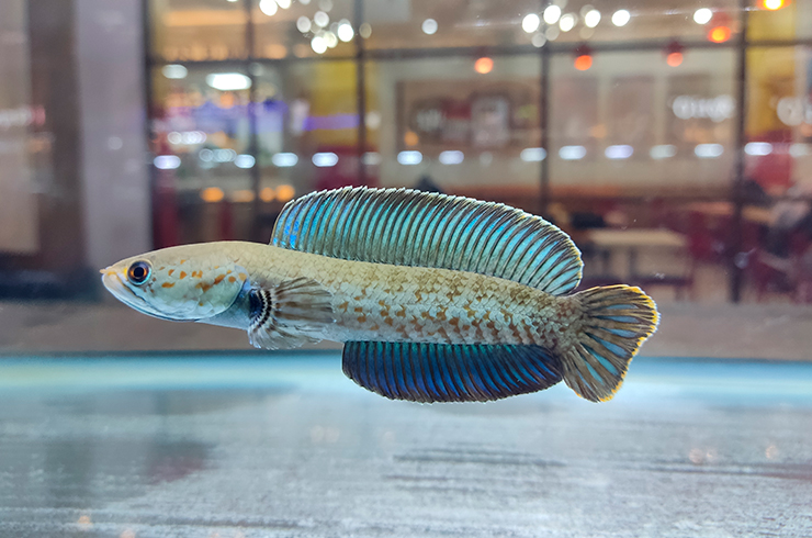 Змееголов андрао