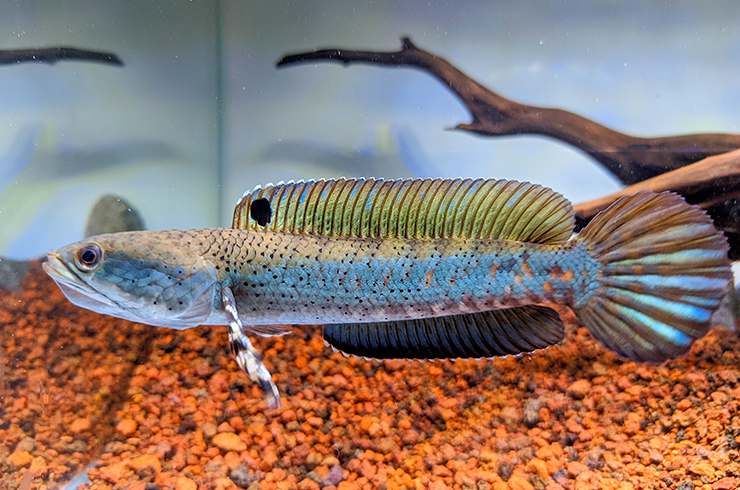 Змееголов пульхер