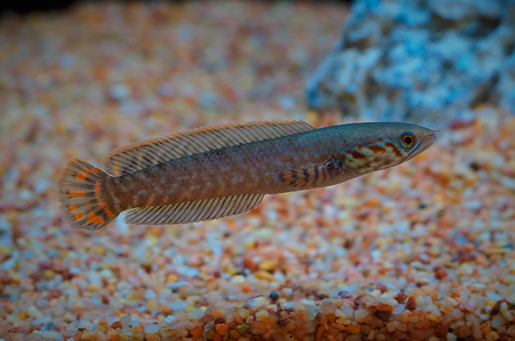 Змееголов радужный